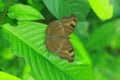 Junonia iphita, the chocolate pansy or chocolate soldier, is a butterfly found in Asia.ÃÂ 